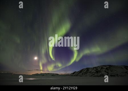 Aurora boreale con luna sulle montagne innevate, aurora boreale, inverno, Islanda, Europa Foto Stock