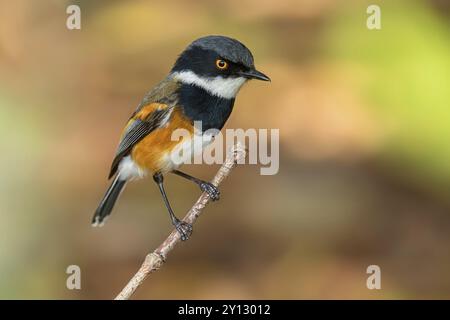 Cape Flycatcher (Batis capensis), Giant's Castle Hutted Camp, River Walk, Imbabazane Ward 2, Imbabazane Local Municipality, Uthukela District Municip Foto Stock