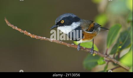 Cape Flycatcher (Batis capensis), Giant's Castle Hutted Camp, Rive, Imbabazane Local Municipality, KwaZulu-Natal, Sudafrica, Africa Foto Stock