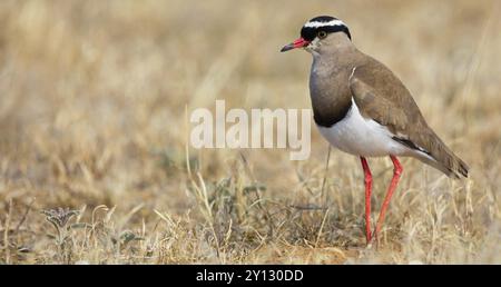 Lapwing coronata (Vanellus coronatu), dintorni di Wakkerstrom, Wakkerstrom, Mpumalanga, Sudafrica, Africa Foto Stock