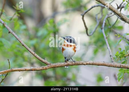 Cape Flycatcher (Batis capensis), Giant's Castle Hutted Camp, River Walk, Imbabazane Ward 2, Imbabazane Local Municipality, Uthukela District Municip Foto Stock