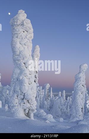 Alberi innevati nell'Artico al crepuscolo, Dalton Highway, Alaska, USA, Nord America Foto Stock