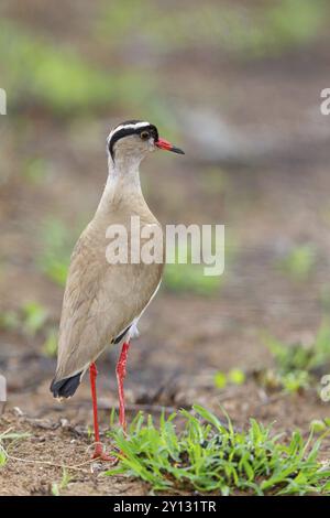 Lapwing coronata (Vanellus coronatu), dintorni di Wakkerstrom, Wakkerstrom, Mpumalanga, Sudafrica, Africa Foto Stock