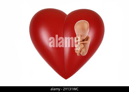 Cuore rosso, organo, salute, parte del corpo, embrione, feto, 12 settimane, studio Foto Stock