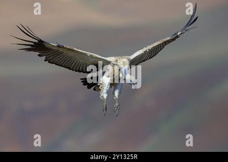 Cape Vulture, anche cape Griffon (Gyps coprotheres), foto di volo, Giant's Castle Hide, KwaZulu-Natal, Sud Africa, Africa Foto Stock