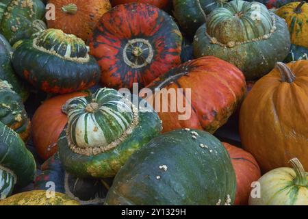 Varie zucche nelle sfumature di verde, arancione e rosso creano un'atmosfera autunnale, Germania, Europa Foto Stock