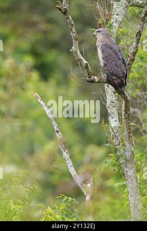 Fasciated Snake-Eagle, Southern Banded Snake-Eagle, Southern Banded Snake-Eagle, Southern Banded Snake-Eagle, Circaetus fasciolatus, Circaete barre, C. Foto Stock