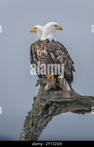 Due aquile calve, Haliaeetus leucocephalus, seduti, adulti, inverno, Homer, Alaska, Stati Uniti, Nord America Foto Stock