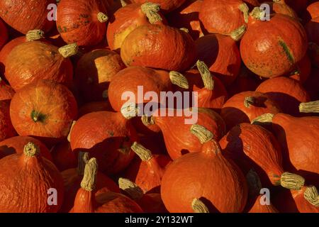 Diverse zucche arancioni di Hokkaido in un mucchio durante la stagione del raccolto, Germania, Europa Foto Stock