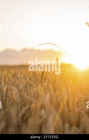 Tramonto su un campo di grano che risplende in un colore dorato tenue, Gechingen, Foresta Nera, Germania, Europa Foto Stock