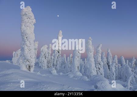 Alberi innevati nell'Artico al crepuscolo, Dalton Highway, Alaska, USA, Nord America Foto Stock