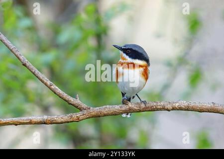 Cape Flycatcher (Batis capensis), Giant's Castle Hutted Camp, River Walk, Imbabazane Ward 2, Imbabazane Local Municipality, Uthukela District Municip Foto Stock