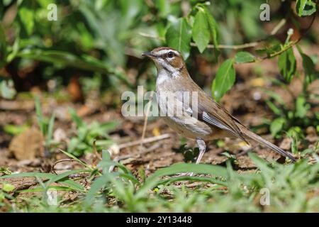 Natal Scrub Robin, Brown Scrub-Robin, Brown Scrub-robin (Cercotrichas signata), Erythropygia signata, Tychaedon Signata, Agrobate brun, Alzacola Pard Foto Stock