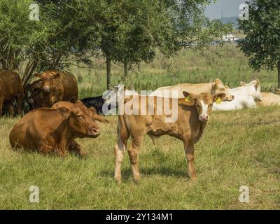 Mucche che riposano in un pascolo verde circondato da alberi sotto un cielo blu, xanten, Renania settentrionale-Vestfalia, germania Foto Stock