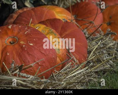 Grandi zucche arancioni adagiate sulla paglia, scena rurale autunnale, borken, muensterland, germania Foto Stock