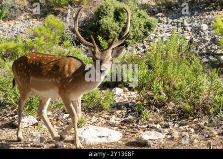 Ritratto di maestose potente adulto Red Deer cervo in autunno autunno foresta Foto Stock