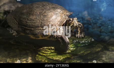 Western dipinto turtle Chrysemys picta seduta su roccia crogiolarsi nella tarda mattinata di Sun in acqua DOLCE POND Foto Stock