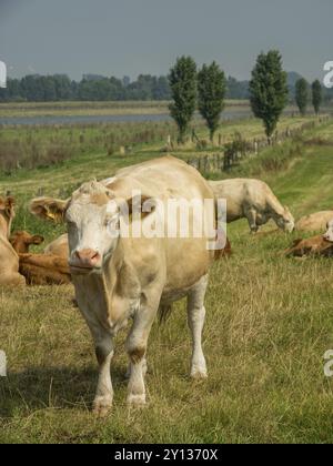 Una sola mucca sorge in un pascolo verde, circondato da altre mucche da pascolo, xanten, basso reno, germania Foto Stock