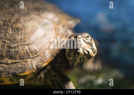 Western dipinto turtle Chrysemys picta seduta su roccia crogiolarsi nella tarda mattinata di Sun in acqua DOLCE POND Foto Stock