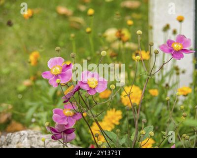 Fiori da giardino colorati in colori vivaci, spiekeroog, frisia orientale, mare del nord, germania Foto Stock