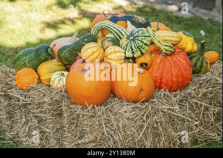 Mucchio di zucche di diversi colori, disposte su una balla di paglia, borken, muensterland, germania Foto Stock