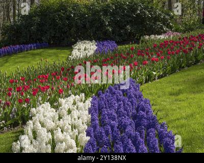 Un giardino colorato con tulipani e giacinti in diversi colori su un prato verde, amsterdam, paesi bassi Foto Stock