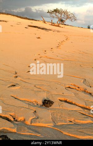 Vista di un albero in primo piano di bootprints sulla spiaggia sabbiosa che viene catturata prima del tramonto a Marosi, Sumba occidentale, Nusa Tenggara orientale, Indonesia. Foto Stock