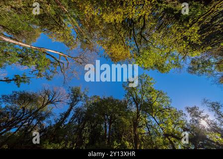 Blue Sky visto tra le cime degli alberi in una foresta lussureggiante Foto Stock