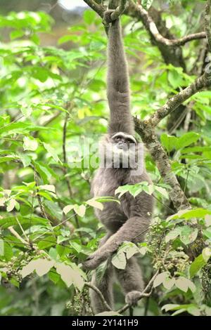 Un gibbone argentato (Hylobates moloch) che si forgia nel parco nazionale Gunung Halimun Salak, Giava occidentale, Indonesia. Foto Stock