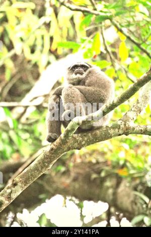 Ritratto di un gibbone argenteo (Hylobates moloch) nel parco nazionale Gunung Halimun Salak, Giava occidentale, Indonesia. Foto Stock