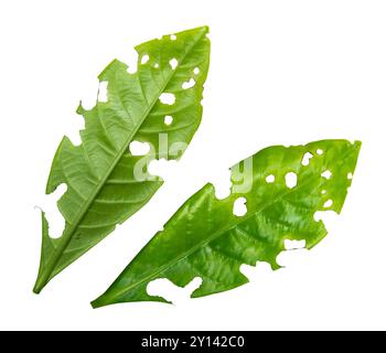 Le foglie verdi con vermi hanno morso fori su sfondo bianco con tracciato di ritaglio Foto Stock