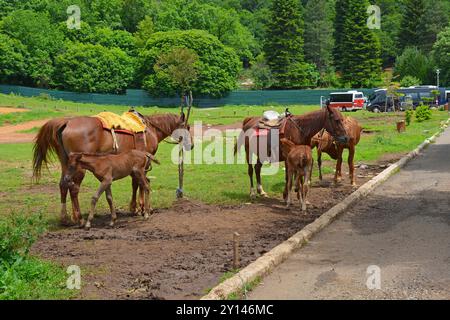 Un piccolo gruppo di cavalli e puledri in un ambiente rurale sul Monte Dajti nei Monti Skanderbeg vicino a Tirana, Albania. Sellato pronto per la guida Foto Stock