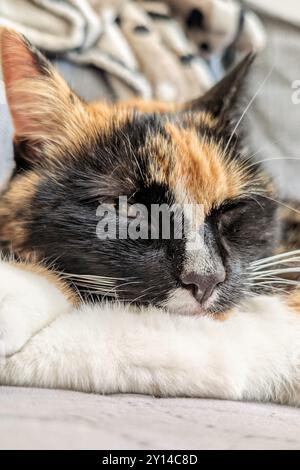 Ritratto di un simpatico gatto a tre colori che dorme sul letto, animali domestici, animali e animali selvatici Foto Stock