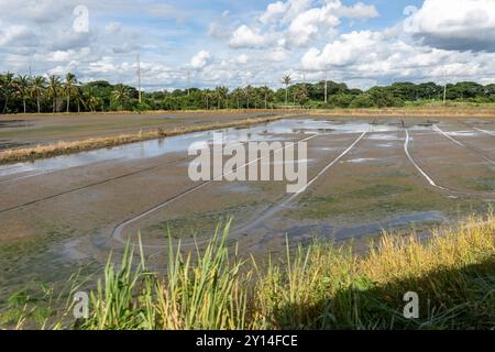 31 agosto 2024, Nakhon Pathom, Thailandia: Astratte forme geometriche dei campi di riso, nella provincia di Nakhon Pathom, in Thailandia. La provincia di Nakhon Pathom, a ovest di Bangkok, è una delle città più antiche della Thailandia, con terre fertili che supportano una varietà di colture, tra cui riso, noci di cocco e canna da zucchero, rendendo l'agricoltura una parte vitale dell'economia locale. (Immagine di credito: © Nathalie Jamois/SOPA Images via ZUMA Press Wire) SOLO PER USO EDITORIALE! Non per USO commerciale! Foto Stock