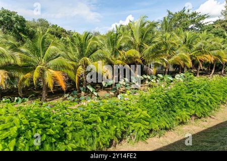 Nakhon Pathom, Thailandia. 31 agosto 2024. Una vista di alberi di cocco circondati da varie vegetazioni, in una giornata ventosa, nella provincia di Nakhon Pathom, in Thailandia. La provincia di Nakhon Pathom, a ovest di Bangkok, è una delle città più antiche della Thailandia, con terre fertili che supportano una varietà di colture, tra cui riso, noci di cocco e canna da zucchero, rendendo l'agricoltura una parte vitale dell'economia locale. (Immagine di credito: © Nathalie Jamois/SOPA Images via ZUMA Press Wire) SOLO PER USO EDITORIALE! Non per USO commerciale! Foto Stock