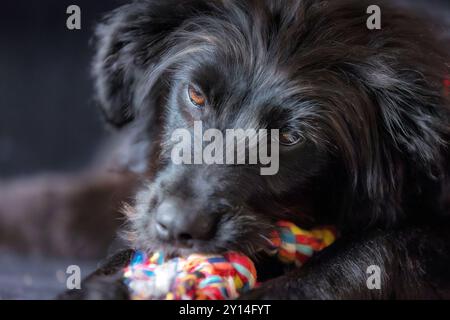 Cucciolo di cane nero sdraiato e masticare nodo corda osso giocattolo, ritratto su sfondo nero Foto Stock