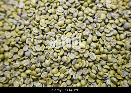 Un mucchio di chicchi di caffè verdi non tostati Foto Stock