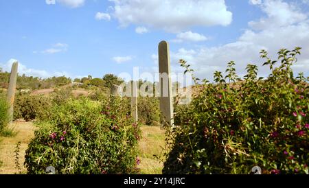 Etiopia, Axum, città situata nella regione del Tigro, le migliaia di stele di Axum hanno reso onore ai governanti e ai nobili della città deceduti Foto Stock