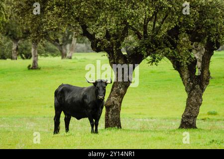 Combatte i tori di El Chaparral in un pascolo, Navalmoral de la Mata, Castilla-la Mancha, Spagna, Europa. Foto Stock