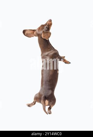 Felice Dachshund dai capelli lisci che salta e gioca, isolato su sfondo bianco Foto Stock