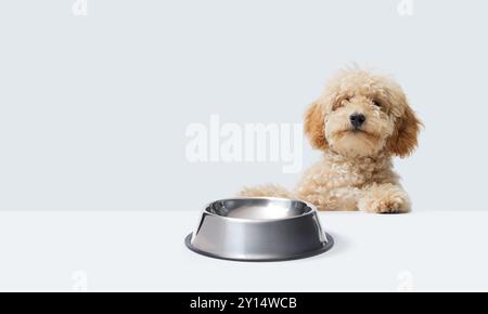 Divertente e sicuro di sé, con una ciotola vuota e un concetto di cibo per animali domestici Foto Stock