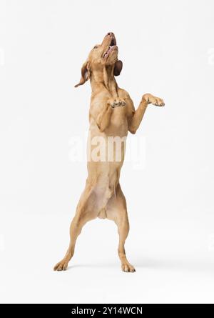 Foto in studio del cane ungherese Vizsla che salta isolato su sfondo bianco Foto Stock