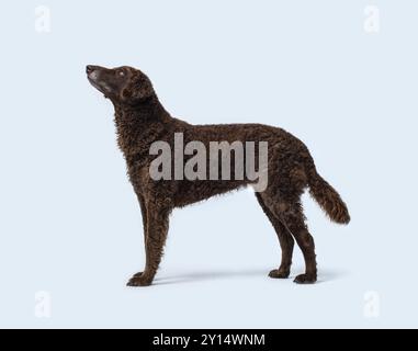 Vista del profilo in piedi del dispositivo di recupero con rivestimento ricurvo, concetto di razze di cani, isolato su sfondo bianco Foto Stock