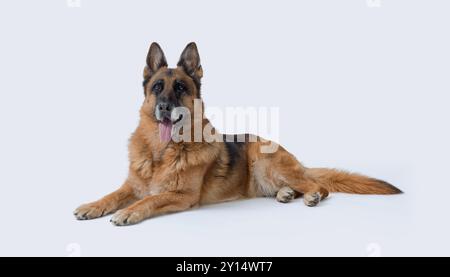 Sheperd tedesca senior sdraiata, razze di cani e concetto di cura degli animali, isolata su sfondo bianco Foto Stock