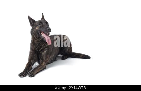 Bel cane sdraiato e riposante, razza di cane Sheperd olandese Foto Stock