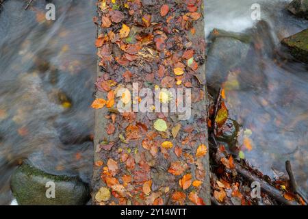 Guardando in basso le foglie autunnali cadute su una piccola passerella pedonale sopra un ruscello Foto Stock