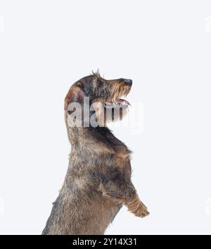 Ritratto di un simpatico Dachshund dai capelli metallici che si erge sulle gambe posteriori, sulle razze di cani e sul concetto di cura degli animali domestici, vista laterale Foto Stock