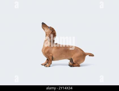 Splendida vista del profilo Dachshund rosso dai capelli lisci, isolata su sfondo bianco Foto Stock