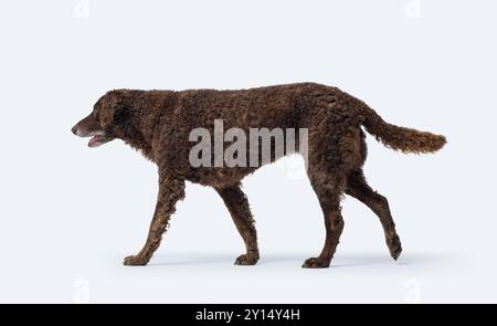 Vista del profilo a piedi del recupero con rivestimento riccio, concetto di razze di cani, isolato su sfondo bianco Foto Stock