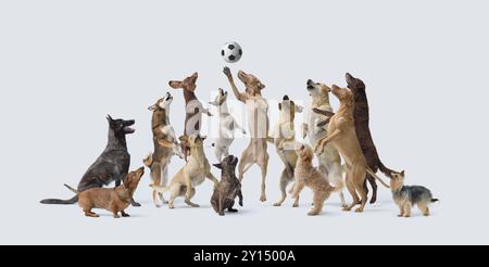 Un gruppo di diversi cani felici che giocano a calcio insieme, stanno saltando e catturando la palla Foto Stock